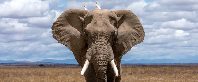 Древние люди могли разделывать слонов почти 2 миллиона лет назад — исследование