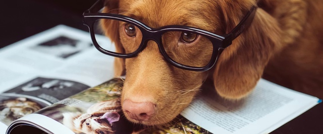 Некоторые собаки могут подслушивать людей и узнавать новые слова — исследование