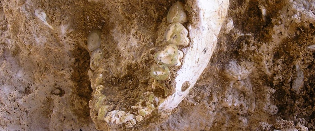 Возможно, древнего общего предка людей и неандертальцев нашли в Марокко — его слегка пожевали хищники