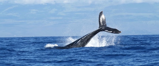 Кости мамонта из музея Аляски оказались останками кита, как-то попавшими далеко на сушу