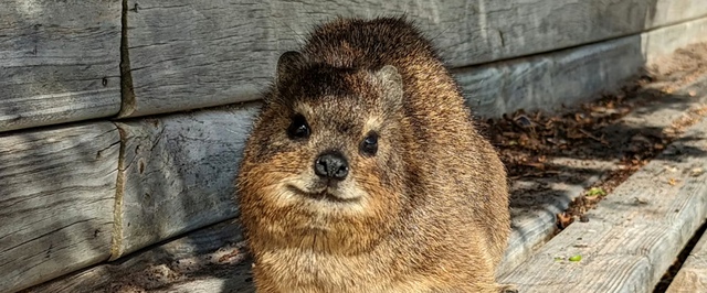 Древний отпечаток жопки нашли в Южной Африке — ему 126 тысяч лет