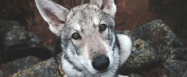В древнем волке нашли кусочек древнего носорога — это позволило полностью восстановить геном