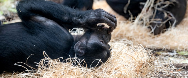 Умерла «гениальная» шимпанзе Ай, знавшая сотню иероглифов и алфавит