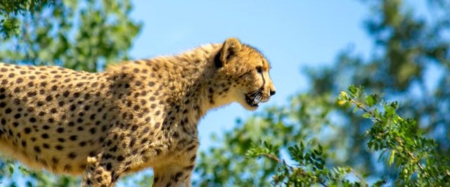 В Саудовской Аравии нашли пещеру мертвых гепардов