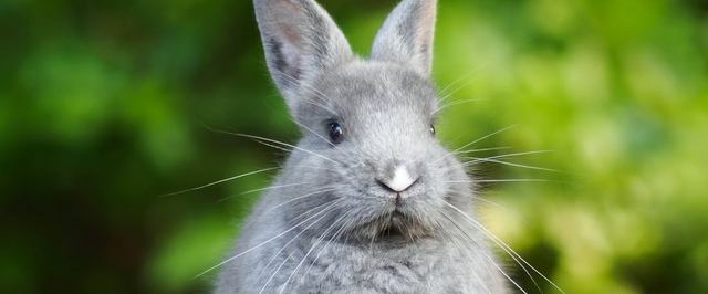 Стерилизация может продлевать жизнь млекопитающих в среднем на 10% — исследование