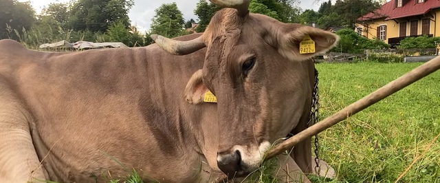 Вероника умеет работать щеткой, а еще ее можно доить — это корова, освоившая инструмент