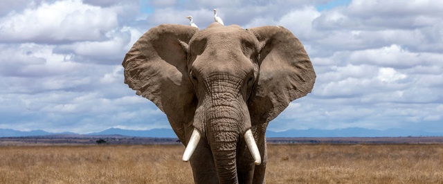 Ученые выяснили, как кишечник слонов меняет вкус самого дорогого кофе