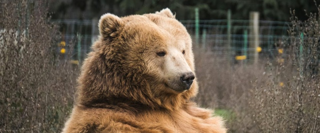 Дроны, поливающие медведей перцовкой, появились в Японии