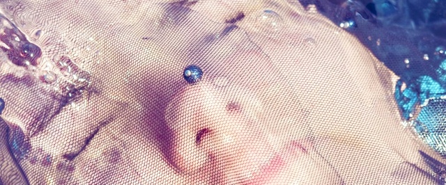 Древние предки людей могли быть 4-глазыми — исследование