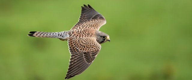 Соколы снижают распространение инфекций, защищая сады от птиц — исследование