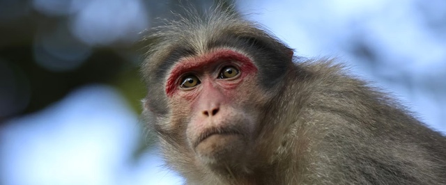 Обезьяны готовы «платить» за рассматривание элиты и задниц самочек — исследование