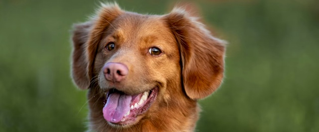 Древние болгары считали собак деликатесом — исследование