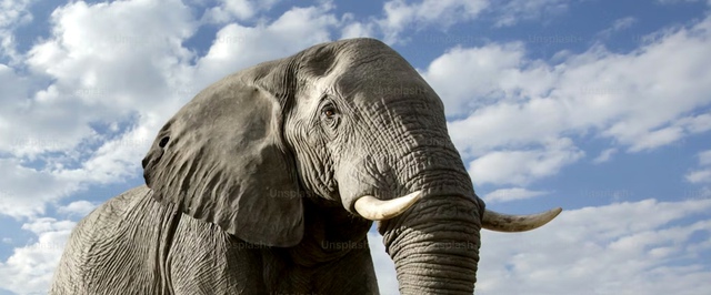 Самым древним в Европе инструментом из слоновой кости оказалась точилка для топоров