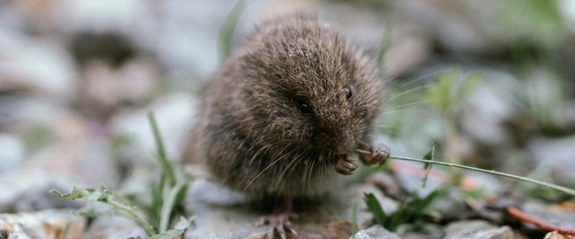 Ученые выяснили, как землеройки уменьшают мозг зимой, а потом восстанавливают его