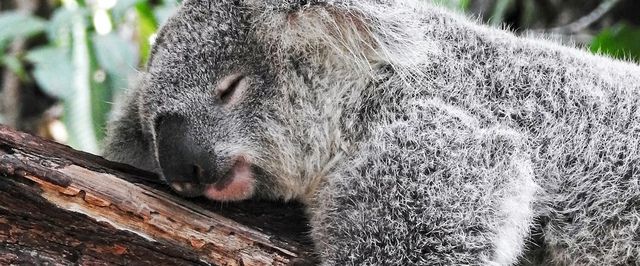 Недосып повреждает оболочку нейронов — исследование