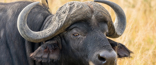 Похоже, неандертальцам нравилось коллекционировать черепа