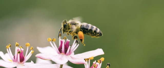 «Встроенный GPS» пчел вдохновил ученых на создание нанофотонного чипа