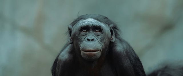 Несуществующий сок показал, что у обезьян, возможно, есть воображение