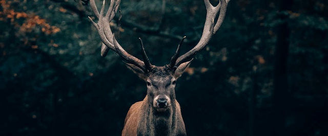 Олени умеют ставить ультрафиолетовые метки — исследование