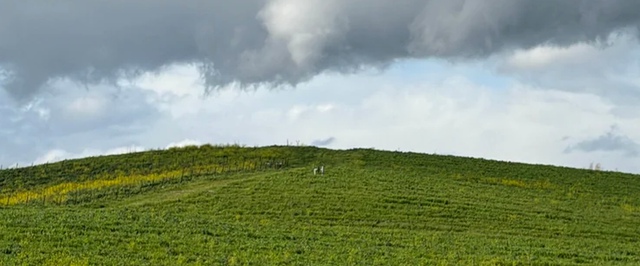 Фото: холм с обоев Windows XP все еще зеленеет 30 лет спустя