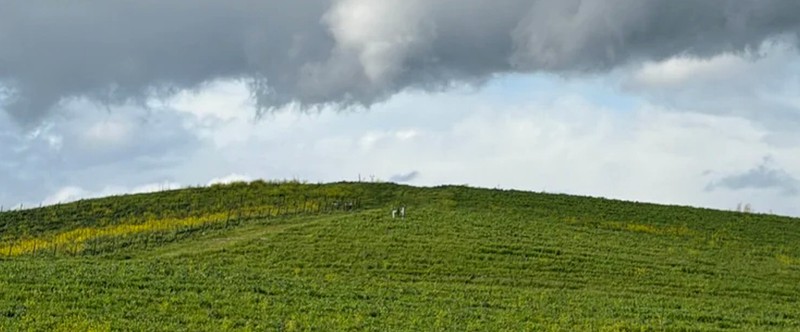 Фото: холм с обоев Windows XP все еще зеленеет 30 лет спустя