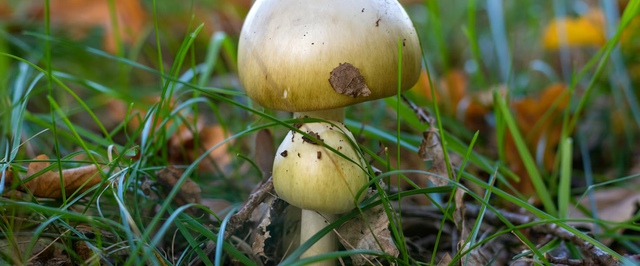 Бледные поганки в США научились синтезировать новые соединения — исследование