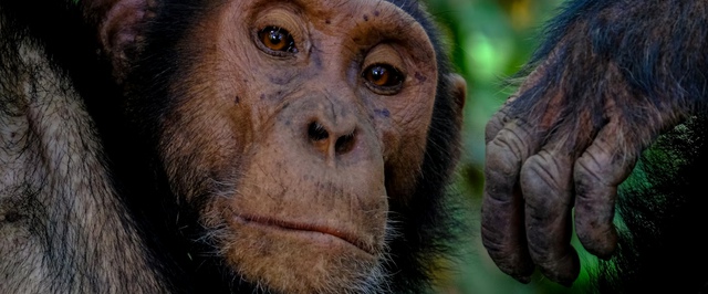 Шимпанзе и в самом деле «выпивают» — исследование