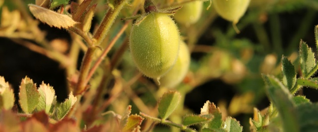 Имитатор лунного грунта удобрили компостом и грибами — удалось собрать урожай