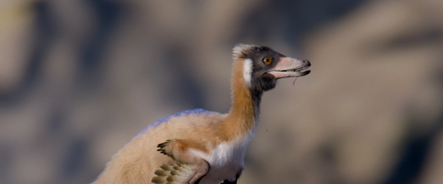 Найден один из самых «длинноруких» динозавров — он весил 700 граммов