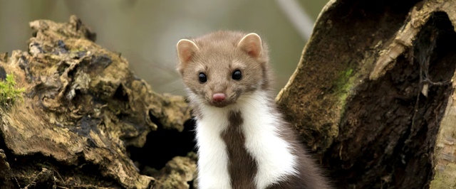 Куницу впервые за 150 лет заметили в лесу Огайо — их все-таки не смогли перебить