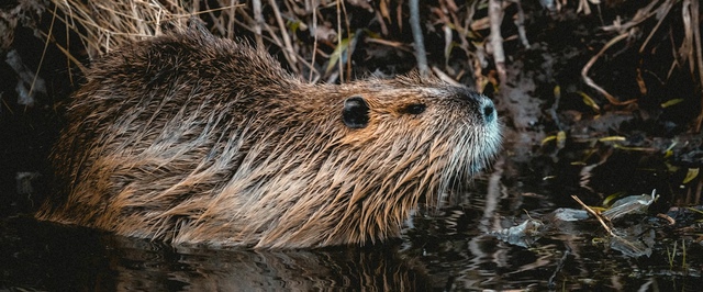 Бобры строят «поглотители углекислого газа» — исследование