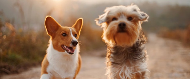 Древние люди одомашнили собак раньше, чем считалось — и могли обмениваться ими