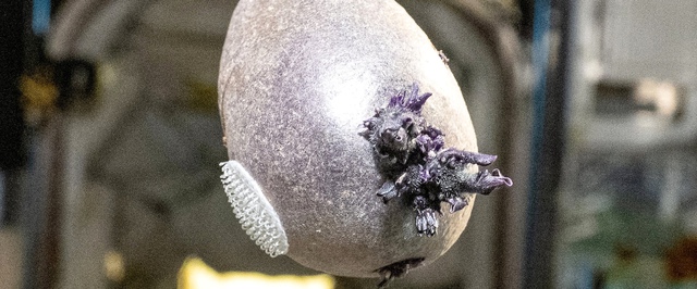 Фото: космическая картошка на борту МКС