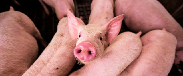 Частицы из спермы помогли лечить рак сетчатки — пока у мышей