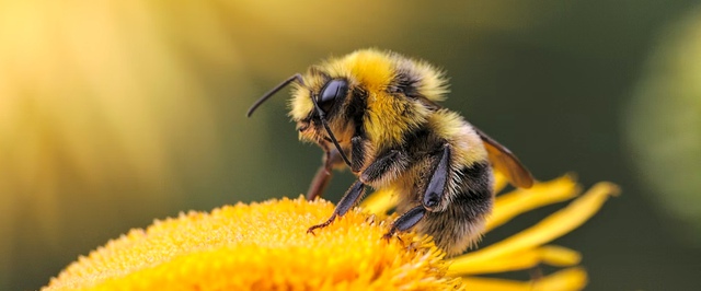 Оказывается, PlayStation выпускает еще и мед