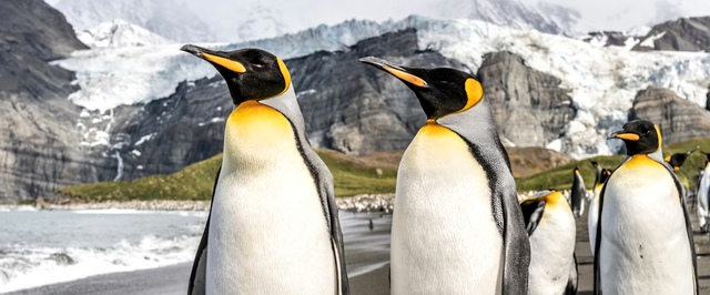 В зоопарках перекармливают пингвинов, а они и не против — исследование