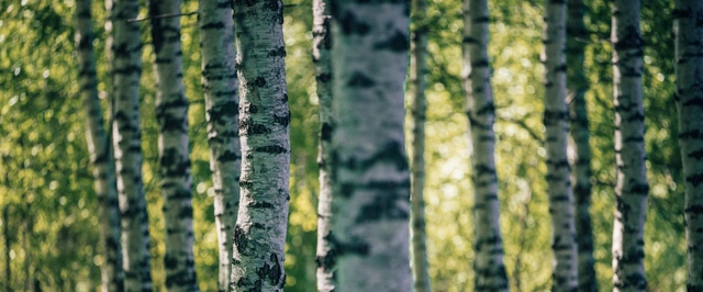 Неандертальцы могли применять березовый деготь как лекарство, клей и герметик — исследование