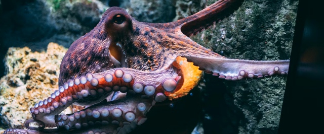 Древнейший известный осьминог оказался вообще не осьминогом