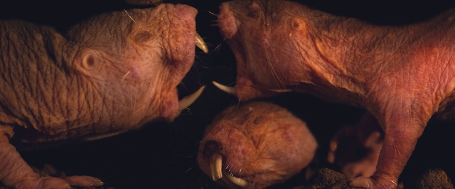 Мирную «передачу власти» новой королеве впервые зафиксировали у голых землекопов