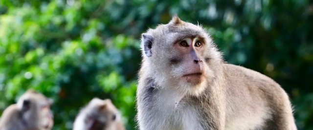Макаки в Гибралтаре начали есть землю и асфальт — возможно, из-за туристов