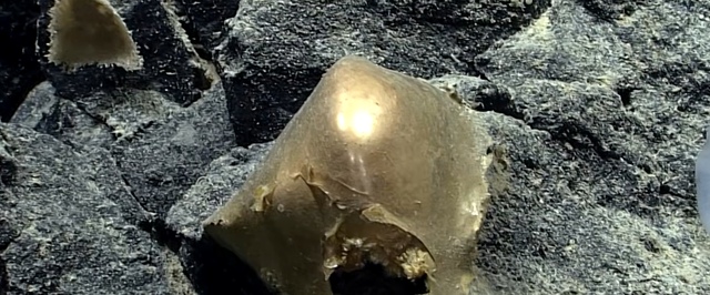 Золотой шар со дна океана оказался оболочкой актинии — это выясняли 3 года