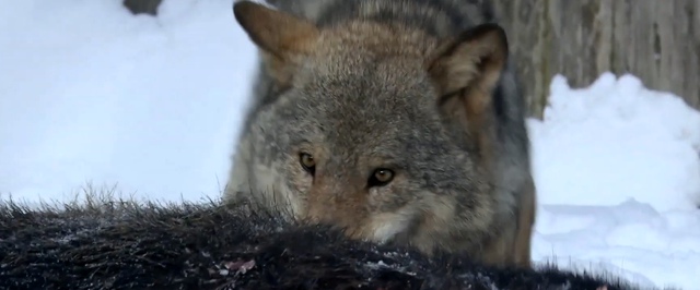 Чернобыльские волки могли адаптироваться к радиации — исследование