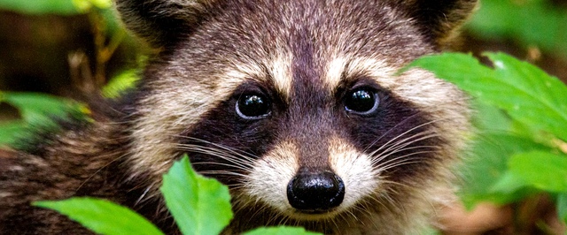 Сейчас все мигрируют из Мексики в США, но 10 миллионов лет назад все было иначе